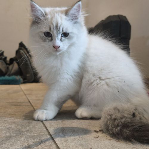 Chatons sibérien neva masquerade loof