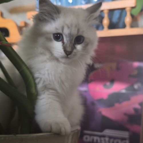 Chatons sibérien neva masquerade loof #4