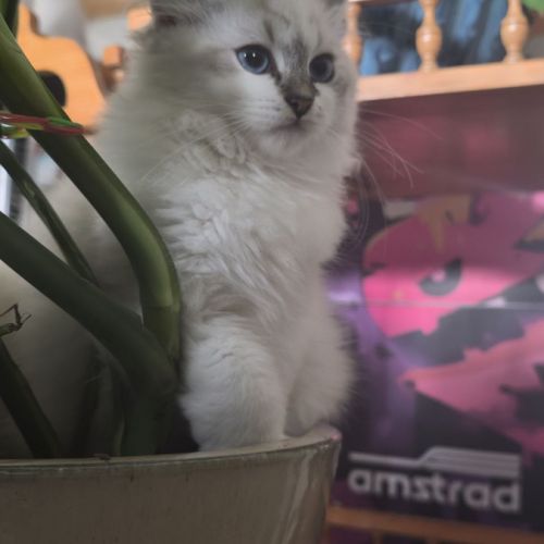 Chatons sibérien neva masquerade loof #5