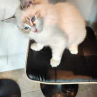 Chatons sibérien neva masquerade loof #2