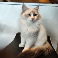 Chatons sibérien neva masquerade loof #3