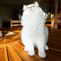 Chatons sibérien neva masquerade loof #4