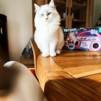 Chatons sibérien neva masquerade loof #7