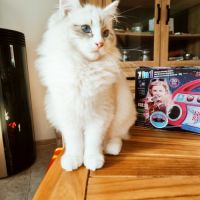 Chatons sibérien neva masquerade loof #8