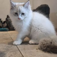 Chatons sibérien neva masquerade loof #2