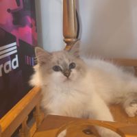 Chatons sibérien neva masquerade loof #3