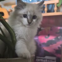 Chatons sibérien neva masquerade loof #4