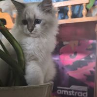 Chatons sibérien neva masquerade loof #6