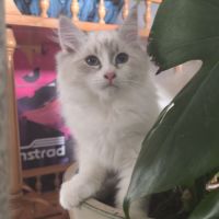 Chatons sibérien neva masquerade loof #7