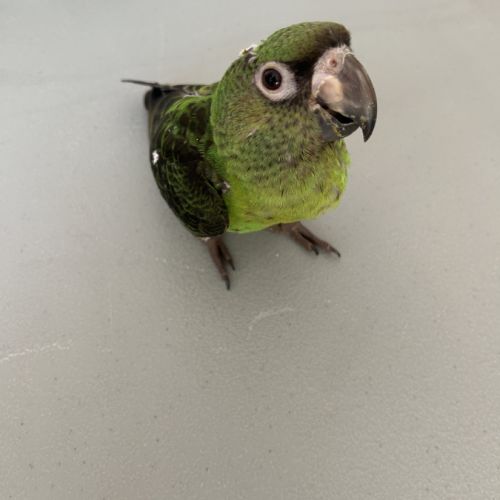 Perroquet jardine #0