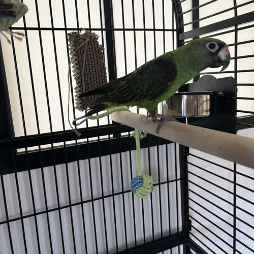 Perroquet jardine #3