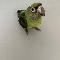 Perroquet jardine #0