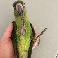 Perroquet jardine #2