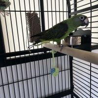 Perroquet jardine #3