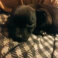 Chiots staffy a réserver dispo début novembre