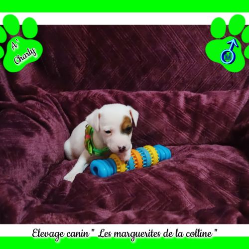 Chiots jack russell terrier à réserver . #6