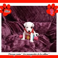 Chiots jack russell terrier à réserver . #1