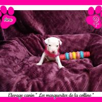 Chiots jack russell terrier à réserver . #5