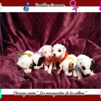 Chiots jack russell terrier à réserver .