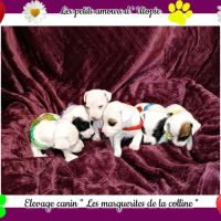 Chiots jack russell terrier à réserver . #8