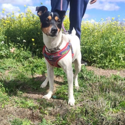 Chico, petit bodeguero à adopter (ok chat) #1