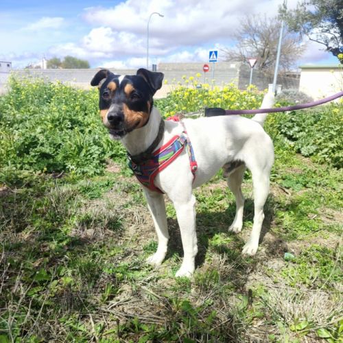 Chico, petit bodeguero à adopter (ok chat) #2