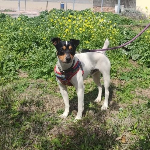 Chico, petit bodeguero à adopter (ok chat) #3