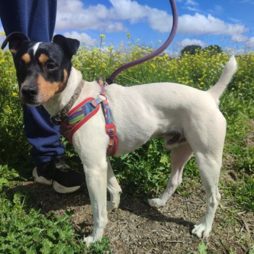 Chico, petit bodeguero à adopter (ok chat) #0