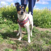 Chico, petit bodeguero à adopter (ok chat) #1