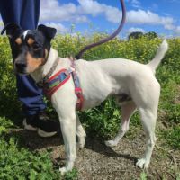 Chico, petit bodeguero à adopter (ok chat)