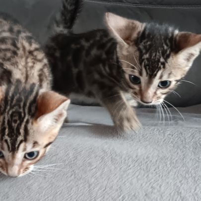 Chaton bengal #3