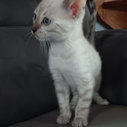 Chaton bengal #6