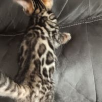 Chaton bengal #1