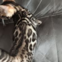 Chaton bengal #2