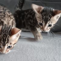 Chaton bengal #3