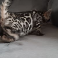 Chaton bengal #4