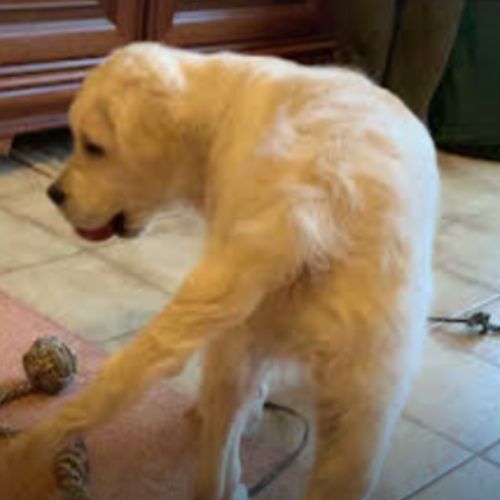 Je recherche un compagnon #2