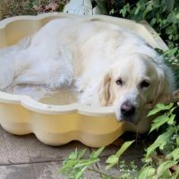 Je recherche un compagnon