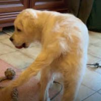 Je recherche un compagnon #2