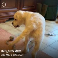 Je recherche un compagnon #3