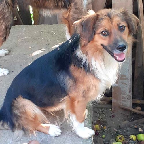 Malabar attend patiemment une famille #1