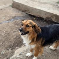 Malabar attend patiemment une famille