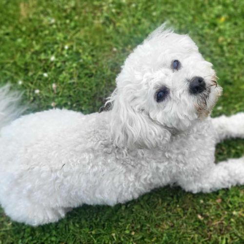 Ollie à l'adoption dans toute la france #3