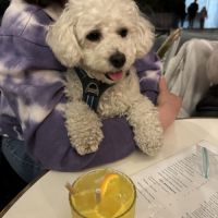 Ollie à l'adoption dans toute la france #1