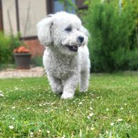Ollie à l'adoption dans toute la france