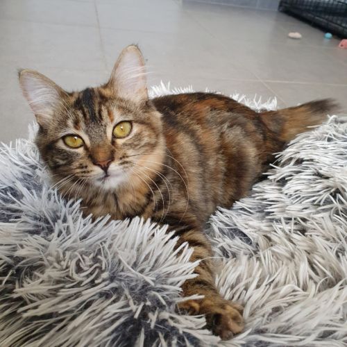 Lywen, adorable chaton à l'adoption #2