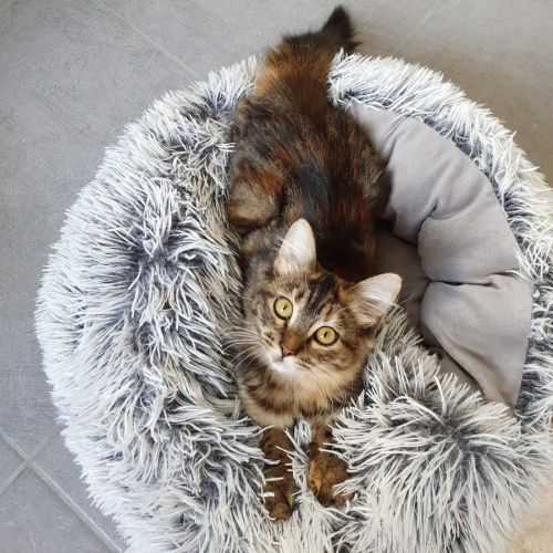 Lywen, adorable chaton à l'adoption #4