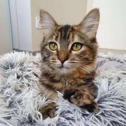 Lywen, adorable chaton à l'adoption