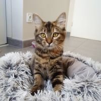 Lywen, adorable chaton à l'adoption #1