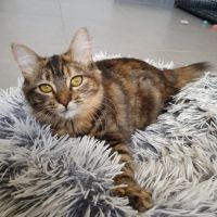 Lywen, adorable chaton à l'adoption #2